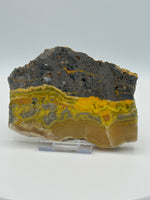Bumblebee Jasper, Java, Indonesia #1