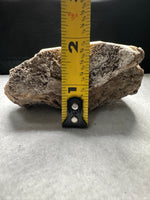 Withlacoochee River Agatized Coral #3