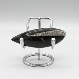 Natural Orthoceras Fossil Specimen #22