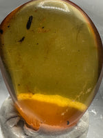 Fossil Insect Inclusion in Burmese Amber #2