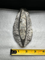 Natural Orthoceras Fossil Specimen #7