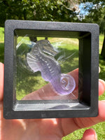 Fluorite Seahorse with Case
