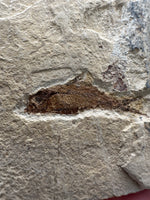 Fossil Fish, Eocene, Green River, Kemmerer, WY