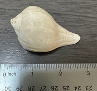 Assorted Shells for Crafts or Decor