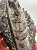 Natural Orthoceras Fossil Specimen #15