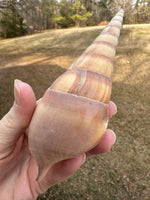 Assorted Shells for Crafts or Decor