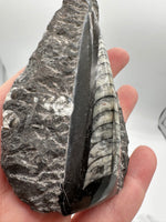 Natural Orthoceras Fossil Specimen #20