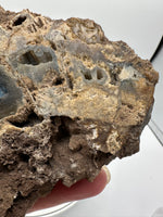 Agatized Coral, Florida
