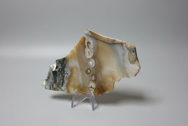 6th Vein Ocean Jasper Polished Freeform #24