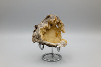 Withlacoochee River Agatized Coral #12