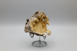 Withlacoochee River Agatized Coral #12