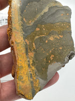 Bumblebee Jasper, Java, Indonesia #3