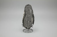 Natural Orthoceras Fossil Specimen #7