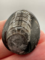 Natural Orthoceras Fossil Specimen #23