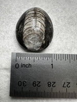 Natural Orthoceras Fossil Specimen #23
