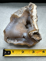 Withlacoochee River Agatized Coral #3