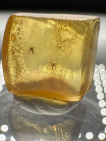 Fossil Insect Inclusion in Burmese Amber #4