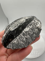 Natural Orthoceras Fossil Specimen #19