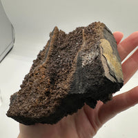 Permineralized Wood Specimen with Quartz Druzy