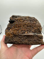 Permineralized Wood Specimen with Quartz Druzy