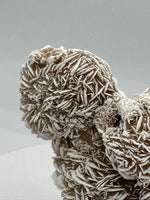 Selenite "Desert Rose," Samalayuka Desert, Chihuahua, Mexico #1