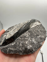 Natural Orthoceras Fossil Specimen #13