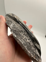 Natural Orthoceras Fossil Specimen #9
