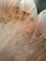 Druzy Dendrite Agate Geode Indigenous-Inspired Profile Headdress Carving #9