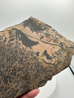 Nevada Picture Jasper Slab - Old Stock