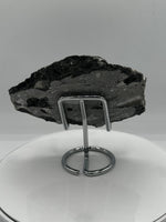 Natural Orthoceras Fossil Specimen #18