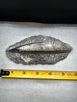 Natural Orthoceras Fossil Specimen #9