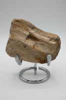 Petrified Wood Specimen #1
