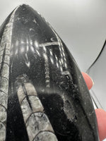 Natural Orthoceras Fossil Specimen #16