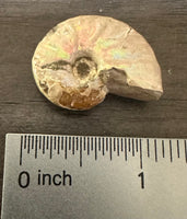 Ammonite Fossil #1