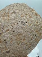 Fossil Fish, Eocene, Green River, Kemmerer, WY