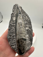 Natural Orthoceras Fossil Specimen #6