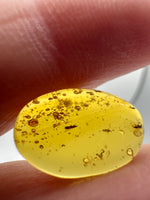 Fossil Insect Inclusion in Burmese Amber #3