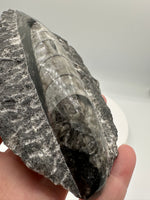 Natural Orthoceras Fossil Specimen #6