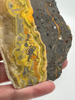Bumblebee Jasper, Java, Indonesia #1
