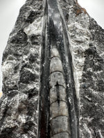 Natural Orthoceras Fossil Specimen #13