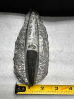 Natural Orthoceras Fossil Specimen #8