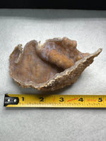Withlacoochee River Agatized Coral #13