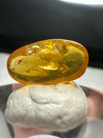 Fossil Insect Inclusion in Burmese Amber #10