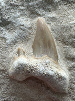 Otodus Shark Tooth, Eocene, Khouribga, Morocco on Matrix #3