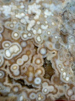 8th Vein Ocean Jasper Slab #47