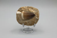 Mosasaur Tooth, Cretaceous, Oulad, Abdoun, Morocco