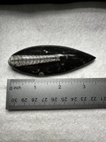 Natural Orthoceras Fossil Specimen #22
