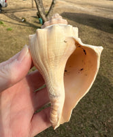 Assorted Shells for Crafts or Decor