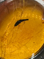 Fossil Insect Inclusion in Burmese Amber #1