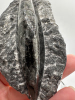 Natural Orthoceras Fossil Specimen #21